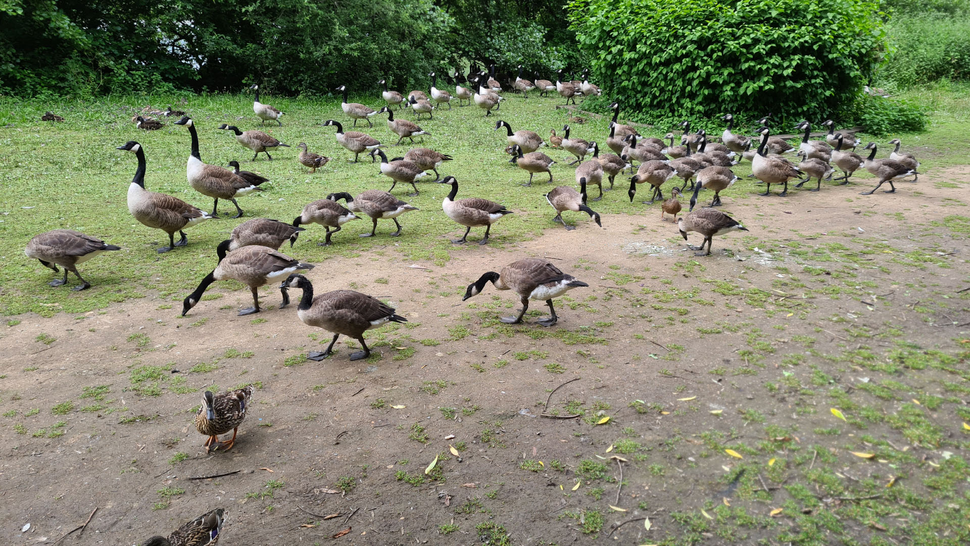geese,park,