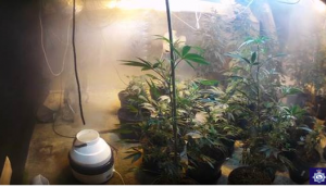 Cannabis factory discovered in Bovingdon
