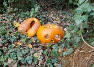 Pumpkin dumping myth is a threat to wildlife this Halloween, warns Woodland Trust